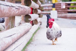 脱毛後やムダ毛を剃った後鳥肌みたいになるのはどうして？